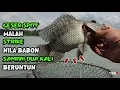 Download Lagu Pindah Spot Langsung Strike Nila Babon | Mancing Ikan Nila Waduk Karangkates Malang Terbaru