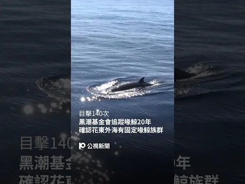 黑潮基金會追蹤喙鯨20年 確認花東外海有固定喙鯨族群|#公視新聞網 #Shorts