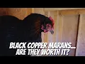 Black Copper Marans Are They Worth It