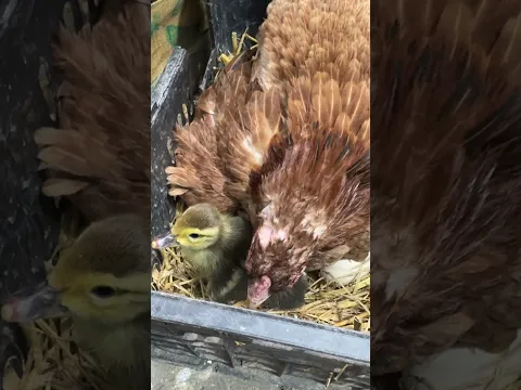 Young hen hatched a Muscovy duck.