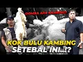 Download Lagu MASIH BINGUNG INI KOK KAMBING TAPI BULUNYA KAYA DOMBA?
