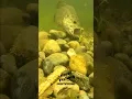 Download Lagu Bass Must Munch a Water Bug #shorts