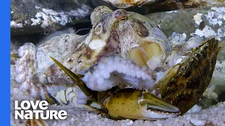 giant octopus hunts and crushes crab alive close up
