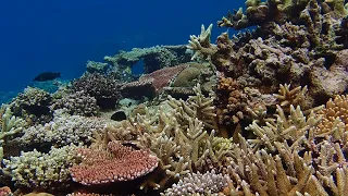 SLOW TV – Coral reef relaxing oceanscapes – ASMR Underwater 01