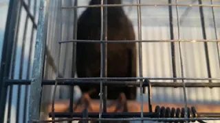 طائر جحمومية دندنها