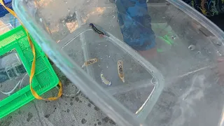 ウミウシすくい
