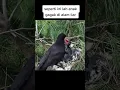 Lagu Anakan gagak dialam liar yg sedang di beri makan oleh induknya
