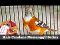 Lagu Anis Cendana Memanggil Betina Audio Terapi