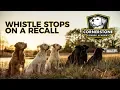 Whistle Stop On A Recall - Labrador Retriever Training