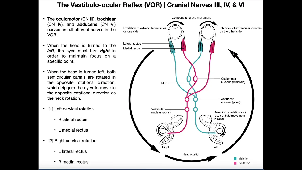 Vestibulo-ocular Reflex (VOR) | Structure & Physiology