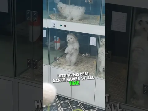 Puppy Dances His Way to Adoption 🥹❤️