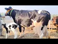 Lagu Friesian chulstani cross cow for sale | 13/11/2025