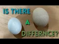 Bantam vs Standard Chicken Eggs