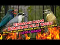 Lagu TEMBAKAN KASARAN VIRAL MATERI NILAI TINGGI | KAPAS TEMBAK PETULAK JINGJING TENGKEK BUTO ADA JEDA