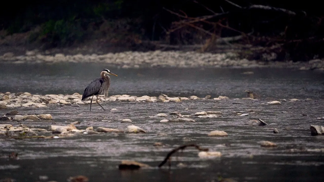 Restoration and Reconnection Along Ohio's Chagrin River