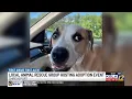 The Mutt House discusses difficulties animal rescue groups face in Shreveport-Bossier