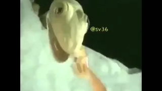 والله مايسوى اعيش الدنيا بدونك 