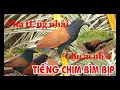 Download Lagu Tiếng bìm bịp nhạy nhất Việt Nam. Bẫy là dính