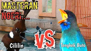 masteran cililin sambung tengkek buto mudah masuk