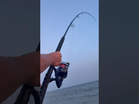 ‼️Big Shark on the Kastking Combo‼️ #sharkfishing