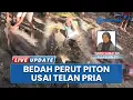 Download Lagu Video Pria Buton Selatan Ditelan Piton 8 Meter, Warga Bedah Perut Ular Keluarkan Tubuh Korban