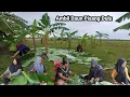 Download Lagu Ambil Daun Pisang Dulu ‼️ Acara Sudah Dekat 