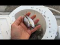 Fishing With Live Bait Lake Pontchartrain