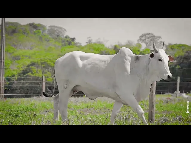 Matriz Nelore ACSM - 100