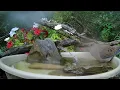 Mourning Dove Coo - 1 Hour of Relaxing Sounds