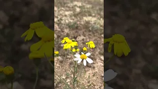 زهور الربيع زهور زهره الربيع الربيع تك Shortvideo Shortsvideo Share America Clips 