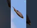 Download Lagu Peregrine Falcon 😱