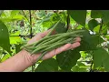 High-Value Vegetable Herbs from Johnny s Tutorial with Niki Jabbour