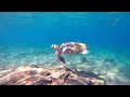 Loggerhead Turtle in Hersonissos Crete