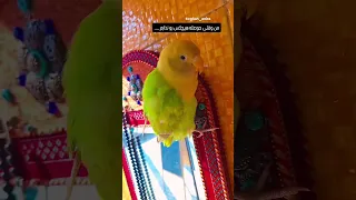 اهل دل اش میفهمنن وجود اینا چقدر پربرکته جنوب بندرعباس میناب طوطی پرنده حیوانات بامزه 