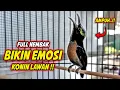 Download Lagu KONIN GACOR FULL BONGKAR MATERI ISIAN ROLL TEMBAK !! PANCINGAN KOLIBRI NINJA BAHAN TEMBAKAN MEWAH
