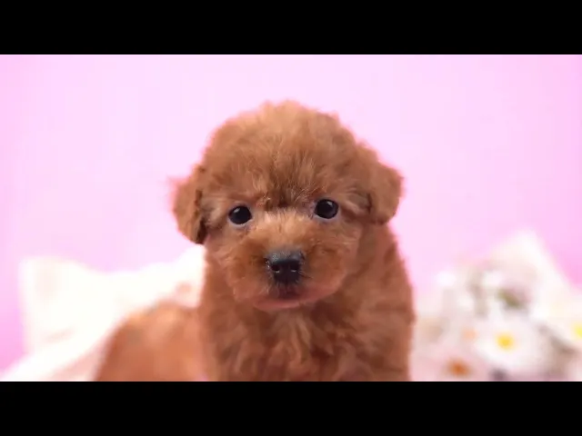 動画