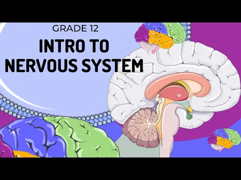 Download MP3 EASY TO UNDERSTAND | Introduction to Nervous System