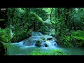 Lagu Beautiful birdsong that pleases the soul, peaceful forest stream, ASMR