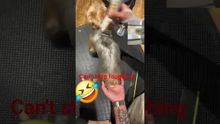 Funny Dog Gets Tickled When Being Shaved Viral Funnyanimals Viralshort Funnymoment Pets New 