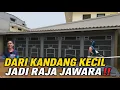 Lagu DARI KANDANG KECIL JADI RAJA JAWARA‼️ KISAH SUKSES PETERNAK MURAI BATU NASIONAL