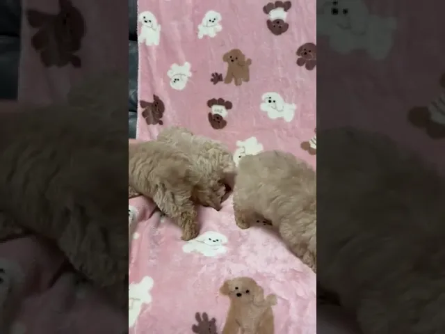 動画