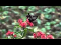 Download Lagu Pentas lanceolata and Crimson red butterfly