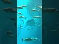 Aquarium in Georgia cheap ticket