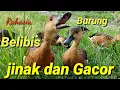 Download Lagu Kenapa Burung belibis saya bisa jinak dan gacor ini rahasianya