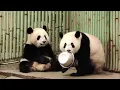 Download Lagu Adorable Moments of Qin Daduo and Qin Xiaoguai #cute #pandacubs #pandalove #cutepanda #fyp #panda