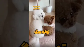 توله سگ سوراخیان 