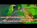 Download Lagu suara pikat cucak ranting kombinasi kapas tembak  @andickcahkerjo