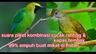 suara pikat cucak ranting kombinasi kapas tembak andickcahkerjo