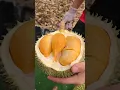 Download Lagu Amazing! Durian Fruits Cutting Skills - Malacca Durian Heng