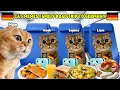 Download Lagu CAT MEMES FAMILY ROAD TRIP TO GERMANY